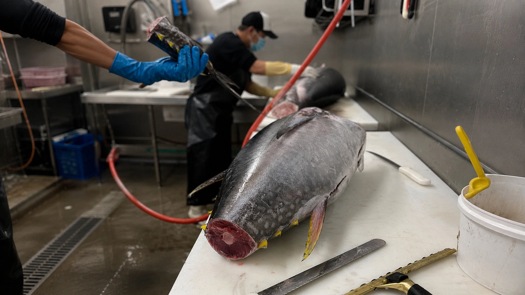 A large tuna fish lies on a white cutting table in a wet fish processing facility, with workers in gloves and apron cleaning or preparing it in the background.