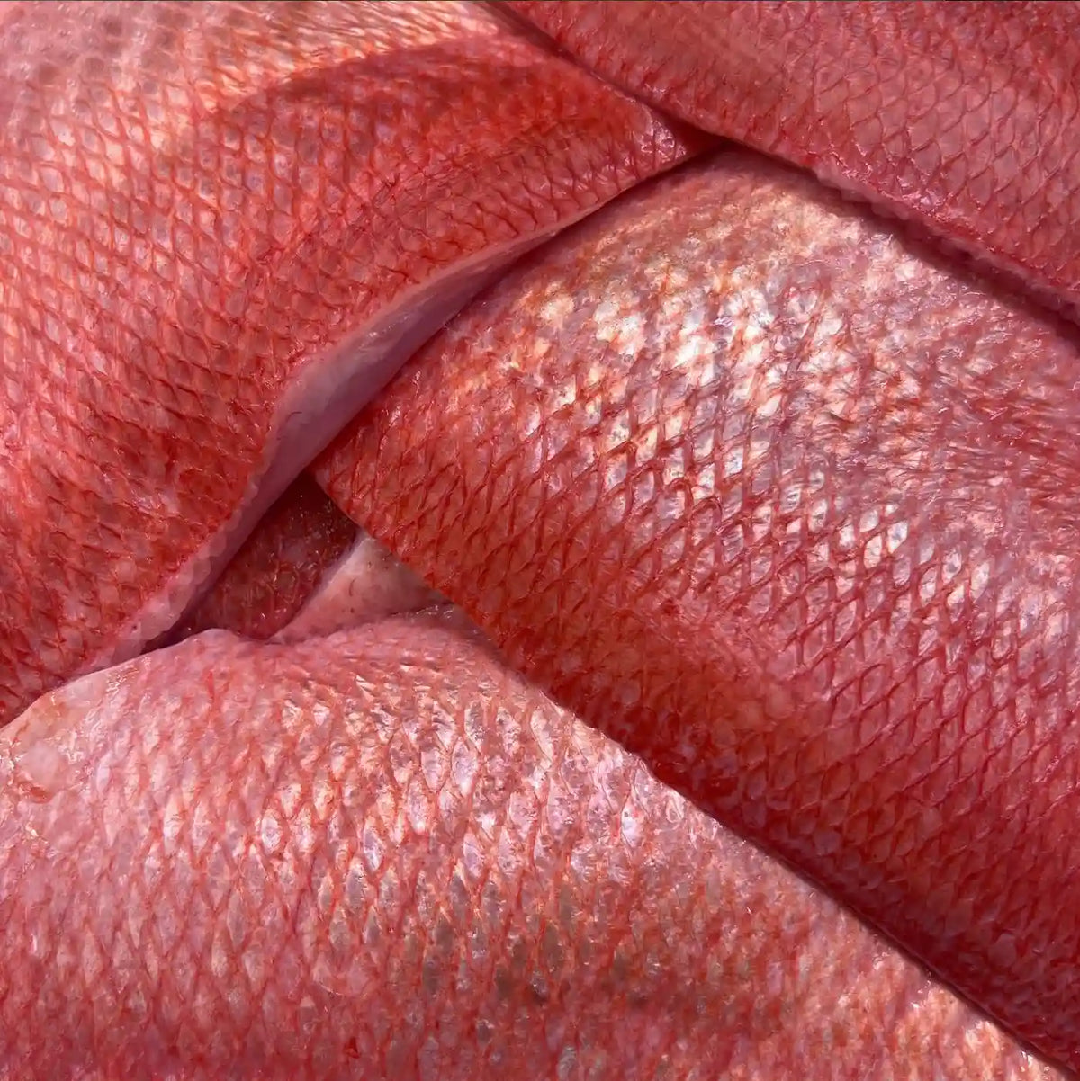 Close-up of raw red fish fillets showing the detailed scale texture.