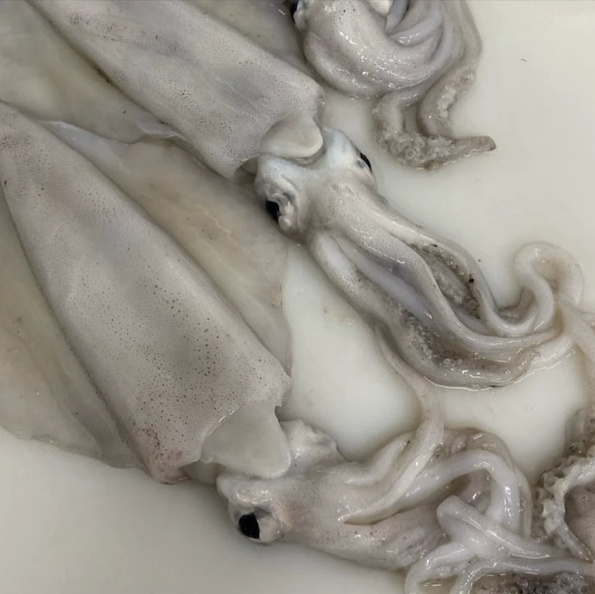 Three live cuttlefish with visible eyes and tentacles, resting on a white surface.