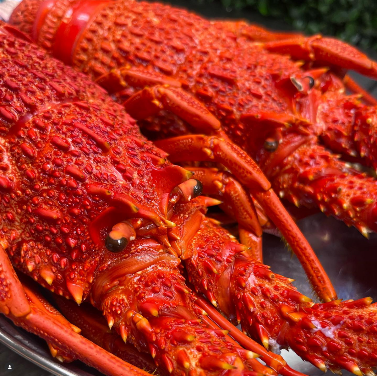 Two cooked lobster tails on a dark plate, shown in a close-up food photograph.