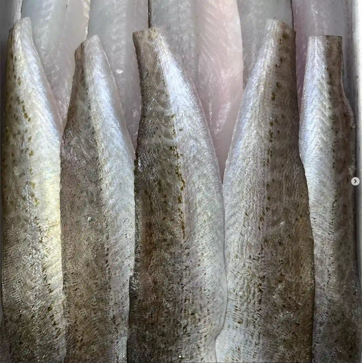 Several raw fish fillets arranged vertically on a light surface, showing silvery-gray skin with darker speckled markings.