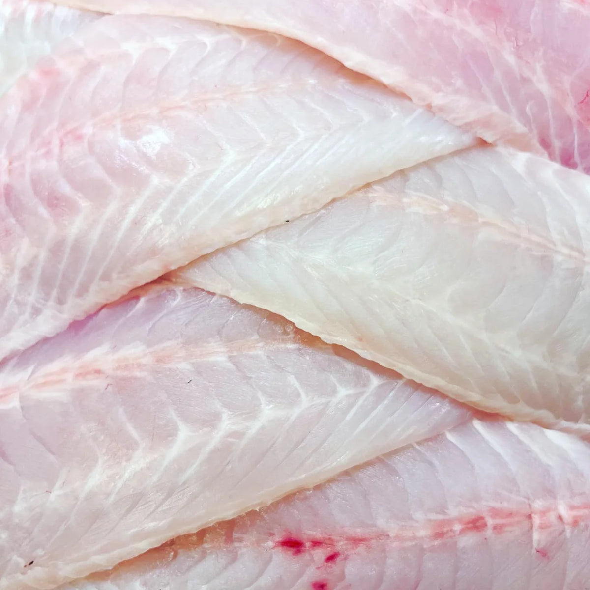 Close-up of raw white fish fillets with pale pink edges and visible muscle texture.