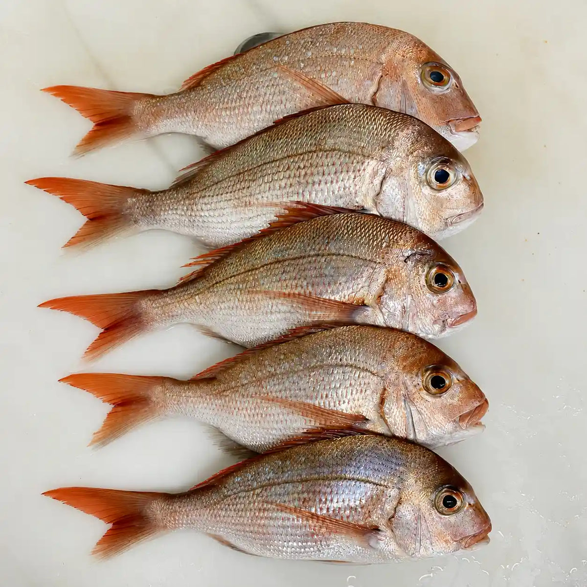 Five whole red snapper fish arranged vertically on a light off-white surface, showing their silvery-pink bodies and bright orange-red fins.