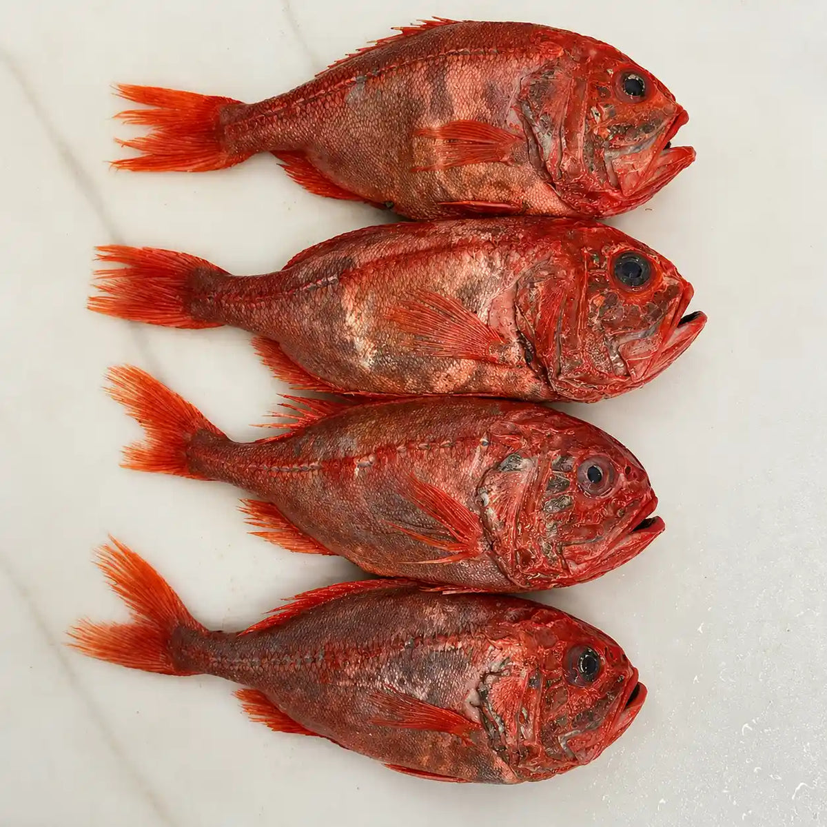 Four whole red fish laid vertically in a row on a white surface.