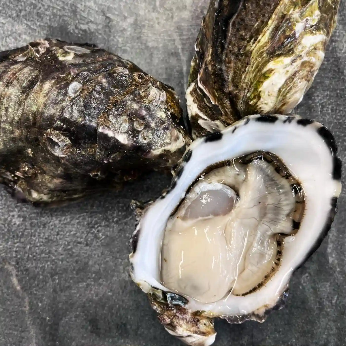 Three oysters on a dark gray slate surface, with one shell cracked open to show the raw, glossy oyster meat inside.