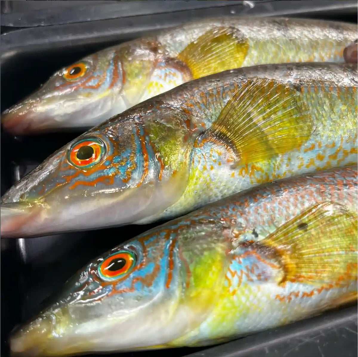 Three live fish with iridescent yellow, green, and blue coloring, detailed orange and black eyes, resting in a black plastic container.