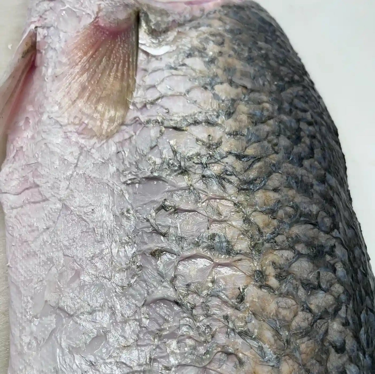 A close-up of a raw fish, showing its textured, scaled skin with a silver-gray coloration and a pale pinkish-white underside.