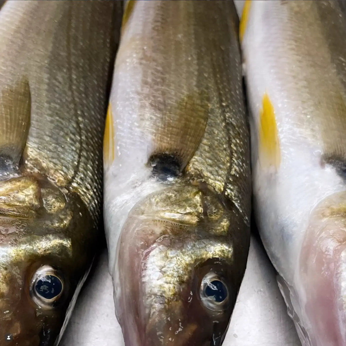 Three fresh fish with shiny silver and gold scales, arranged side-by-side on a light surface.
